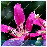 1個カラフルなユリの球根盆栽希少な多年草の香りの植物花の球根の種子ではない虹の花の庭11