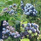 【ノーブランド品】ブルーベリー：東日本向きハイブッシュ系品種ミックス5号ポット10株セット