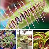 300個の一般的なハエトリソウ種子盆栽鉢植えハエジゴク種子Muscipula植物の花の種子テラスガーデン食虫植物種子