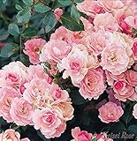 バラ苗 京成バラ 【ボニカ’８２(修景バラ) 四季咲き】 2年生接木大苗 （スリット鉢）