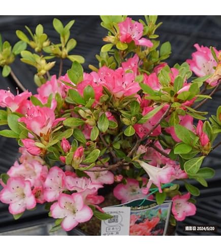 皐月さつき盆栽　【花蓮光 かれんこう】 サツキ 花蓮光 苗 通販 苗木部 By 花ひろばオンライン