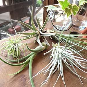 Amazon エアープランツおまかせ5種セット 観葉植物 オンライン通販