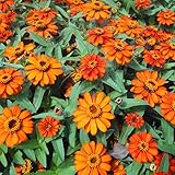 ジニア：プロフュージョン ファイアー3～3.5号ポット 4株セット ノーブランド品