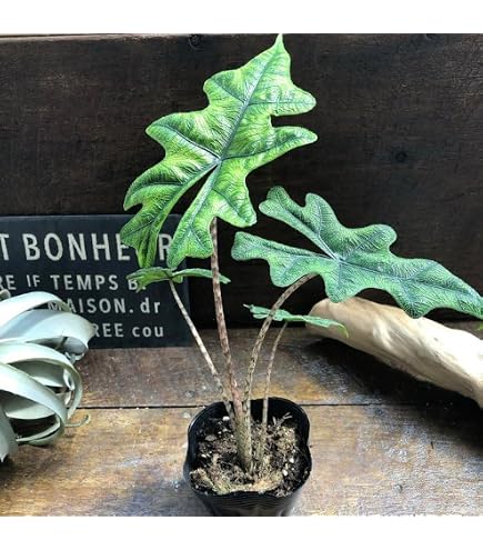 極斑入り　アロカシア　マハラニアルボ　芋株 Amazon｜アロカシア マハラニ アルボ 斑入り 芋 1つ 観葉植物｜観葉