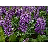 ハクサンチドリ（白山千鳥）3号ポット 2株セット ノーブランド品