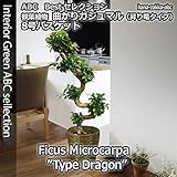 【人気の昇り竜】 曲がりガジュマル（多幸の樹） 8号 バスケット・受皿付【送料無料】