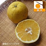 かわちばんかん（河内晩柑）4.5号ポット[ジューシーオレンジ　ジューシー柑　柑橘・かんきつ類苗木] ノーブランド品