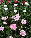 【特選花苗セット販売】チロリアンデージー ミックス ２０ポットセット（３号） 【まとめ売り】