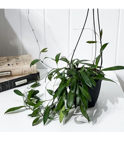 Amazon｜PLANCHU 観葉植物 ホヤ シギラティス 4号吊り鉢 育て方説明書