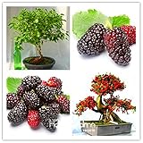 New Arrival10PCS mulb erry bags Mulberry fruit seeds DIY home bonsai Morus Nigra Tree, black mulberr