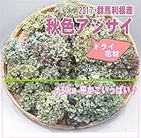 あいむ　２０１７群馬利根産　ドライ秋色アジサイ