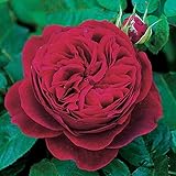 バラ苗 エルディブレスウェイト 大苗ＥＲ6Ｌ専用角鉢入 赤系 イングリッシュローズ