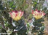 Protea eximia - Broadleaf Sugarbush - 20 seeds