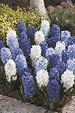 秋植え球根 カラフル ヒヤシンス ブルーガーデン 混色5球パック