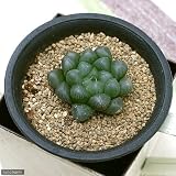 (観葉)ハオルチア オブツーサ トゥルンカータ 2.5号(1鉢) [生体]