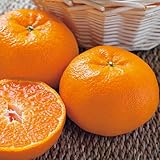 蜜柑(ミカン)の苗木　西南のひかり（早生みかん）