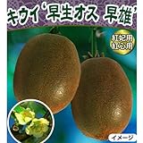 キウイフルーツ苗木(受粉用オス)　早雄