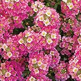 ベリッサム：ラズベリー3号ポット 4株セット[生育旺盛で長期間咲く栄養系アリッサム] ノーブランド品