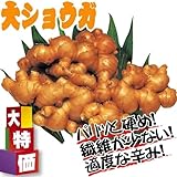 国華園　種ショウガ　大特価大ショウガ　1kg【※発送が国華園からの場合のみ正規品です】