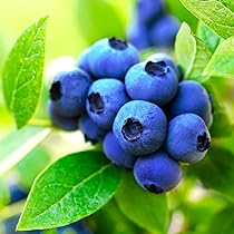 61vlwnV6xJL._AC_UL210_SR210,