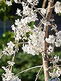 富士しだれ桜　鉢植え