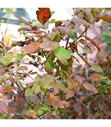 山採り天然　ナツハゼ本株立ち　2 Amazon｜ナツハゼ 2本立ち 山採り｜観葉植物 オンライン通販