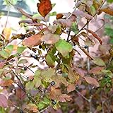 ナツハゼ3.5号ポット 2株セット[涼しげな葉、初夏の花と秋の実が美しい落葉樹] ノーブランド品