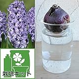 ヒヤシンスの水栽培セット：デルフトブルー（青）とガラスポットショート[ジャンボ球] ノーブランド品
