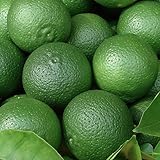 カボス 苗木 【カボス】 2年生 接ぎ木 ポット苗