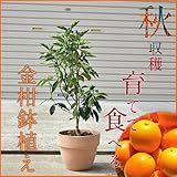 金柑（キンカン）