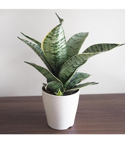 サンスベリア【インディ】（Sansevieria Indey）観葉植物・大型♪ Amazon｜サンスベリア【インディ】（Sansevieria Indey）観葉植物