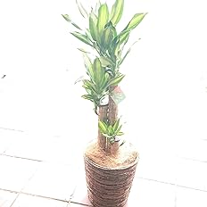 Amazon Maison Fleurie二子玉川本店 観葉植物 ドラセナ マッサンゲアナ 鉢カバー バスケット 茶色 7号 祝開店 祝開業 祝開院 御祝 観葉植物 オンライン通販