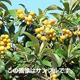 ビワ 苗木 クイーン長崎 12cmポット苗 びわ 苗 枇杷