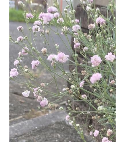Amazon.co.jp: 国華園 花苗 宿根カスミソウ フェスティバル ホワイト 2