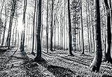 輸入壁紙/1WALL/NW8P-FOREST-004/BLACK & WHITE FOREST/Z3K