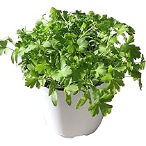 最後の1点カラー パセリ parsley クリーム 最後の1点カラー パセリ parsley クリーム 最後の1点カラー