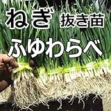 ねぎ 苗 ふゆわらべ 短形根深ネギ 抜き苗 30本 ネギ