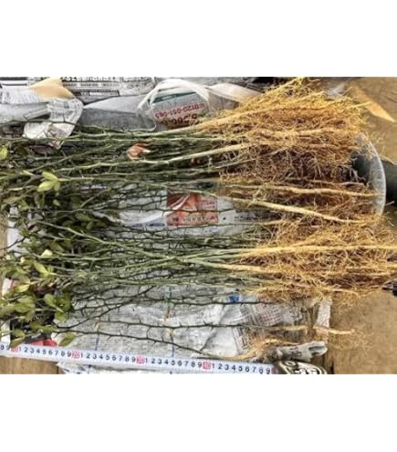 Amazon.co.jp: カラタチの実生苗 40苗 柑橘 枳殻 台木 アゲハ蝶