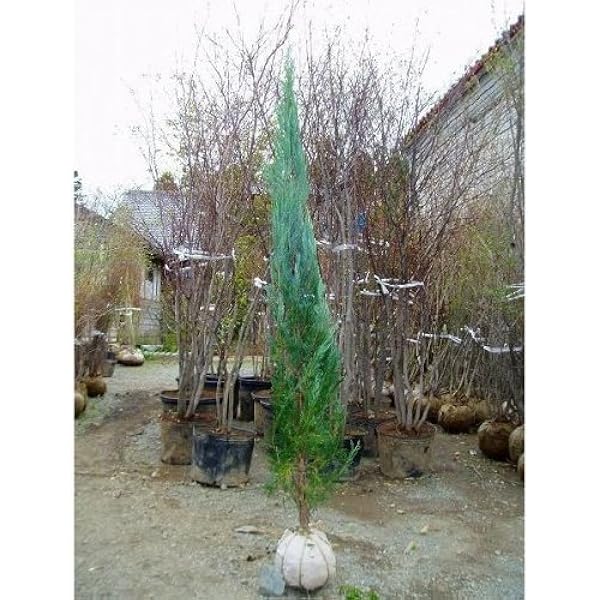 Amazon ブルーエンジェル 樹高1 2m前後 4本セット 常緑 コニファー 立性 生垣 目隠し 植木