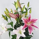 ほんまもん屋 オリエンタルユリ / オリエンタルリリー 5本