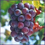 葡萄(ぶどう)苗木　ピオーネ（挿し木苗）