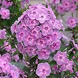 【宿根草】フロックス「レインボー・ダンサー」