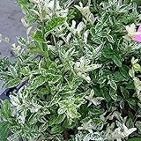 アメリカツルマサキ：エメラルドガイディ（白斑）5号ポット[グランドカバーや壁面緑化に！] ノーブランド品