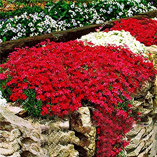 クレス種子 100ピース パッククリーピングタイム種子中庭植物グランドカバーフラワーロッククレス種子植物花種子 赤 Ssxy 5 Hai の最安値と通販店 取扱店なし サープラ