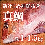 活けじめ 真鯛 養殖 愛媛産 約1-1.5kg 【築地直送】マダイ