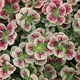 [見元園芸のオリジナル]多葉体クローバー：マジカル3号 3株セット[多葉タイプ] ノーブランド品