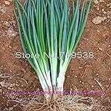 onion seeds four seasons small chives 200 seeds Vegetable seeds