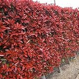 レッドロビン（西洋紅カナメモチ）5号ポット6株セット[生垣作りの定番品種] ノーブランド品