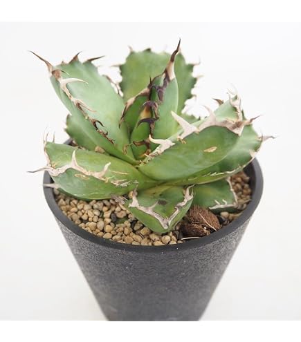 Amazon｜アガベ チタノタ 白鯨 (ハクゲイ)/ Agave titanota 'White