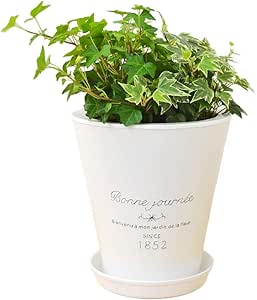 Amazon 観葉植物 アイビー ヘデラ 3種ブリキポット寄せ植え 観葉植物 オンライン通販